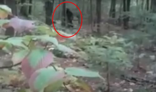 Гуляя с собакой в лесу, женщина повстречалась с бигфутом