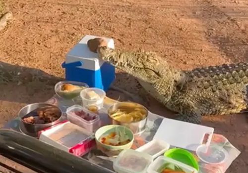 Крокодил испортил людям пикник, похитив холодильник с напитками