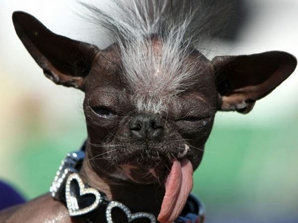 Незабываемые участники конкурса «Самая уродливая собака в мире»: страшно красивые фото