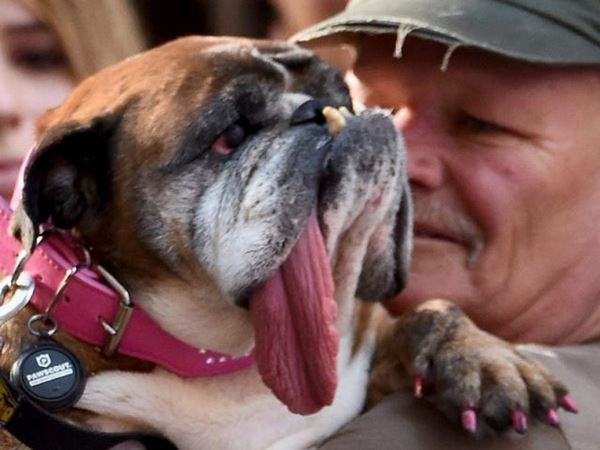 Незабываемые участники конкурса «Самая уродливая собака в мире»: страшно красивые фото