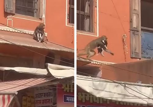 Обезьяна похитила щенка и пробежалась со своей жертвой по крышам