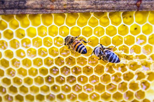 Пчелы превратили дом семьи в огромный улей