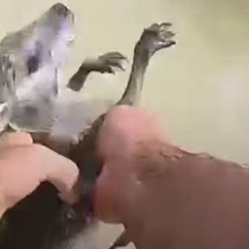Полицейские спасли маленького кенгуру, решившего поплавать в компании крокодилов