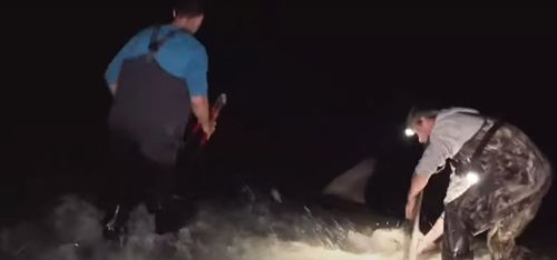 Рыбаки не ожидали, что им удастся поймать с берега белую акулу