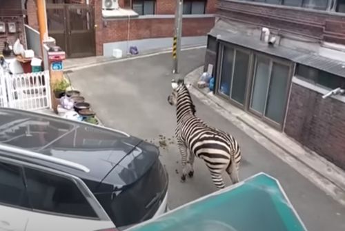Зебра сбежала из зоопарка и три часа гуляла по городу