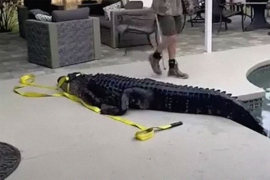 Женщина обнаружила 180-килограммового аллигатора в своем бассейне